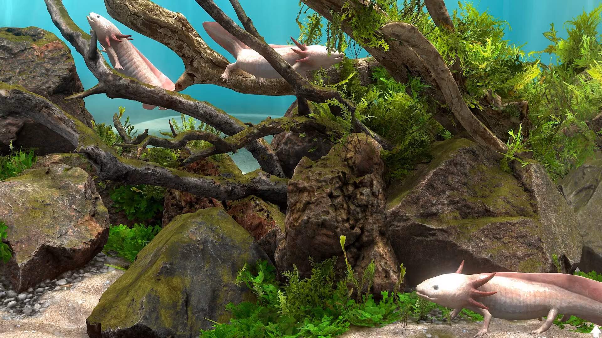 Behind Glass: Aquarium Simulator - behind-glass-aquarium-simulator_4.avif