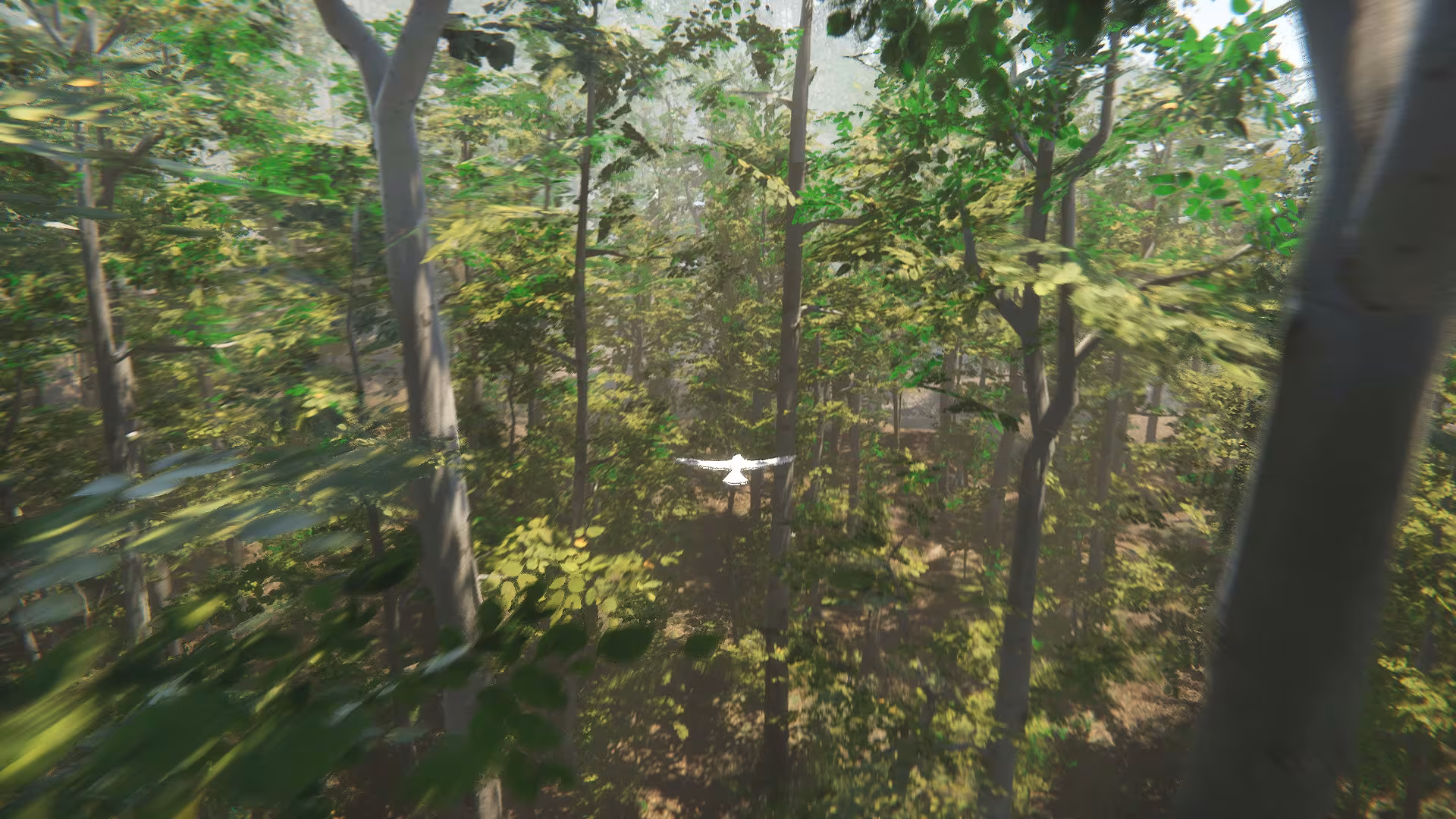 Bird - bird_2.avif