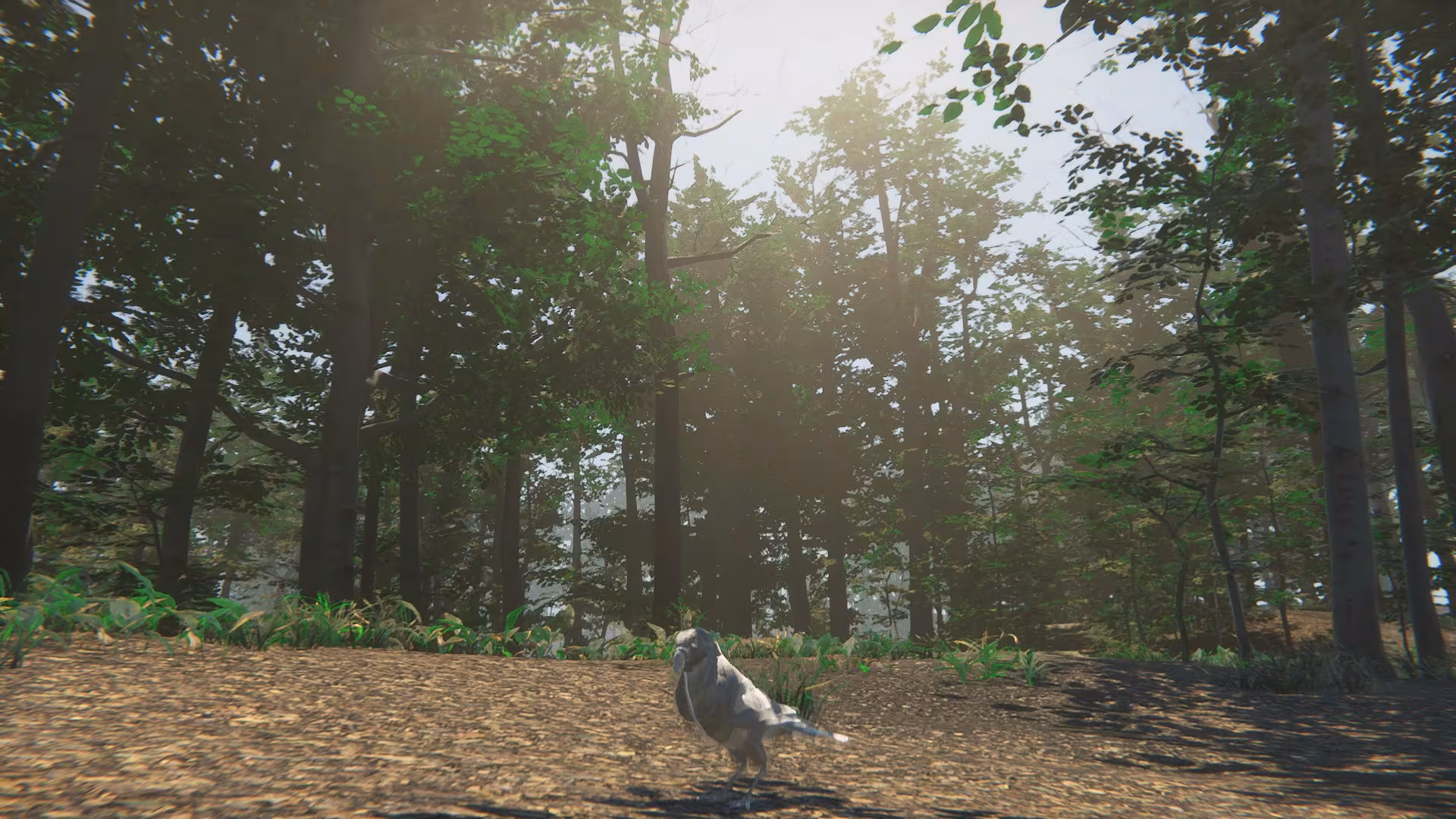 Bird - bird_3.avif