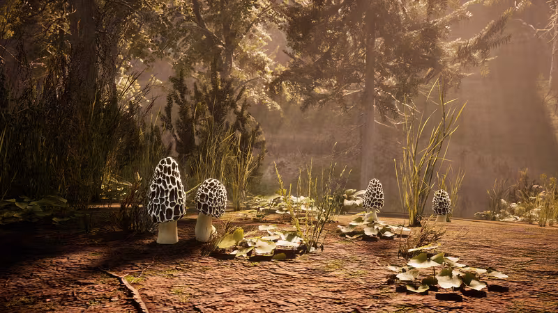 Morels: The Hunt - morels-the-hunt_5.avif