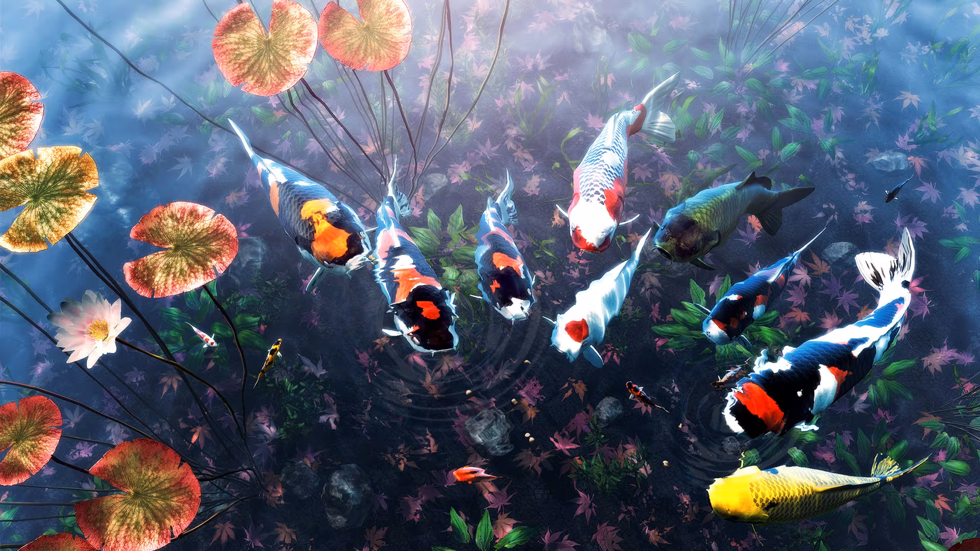My Koi - my-koi_4.avif