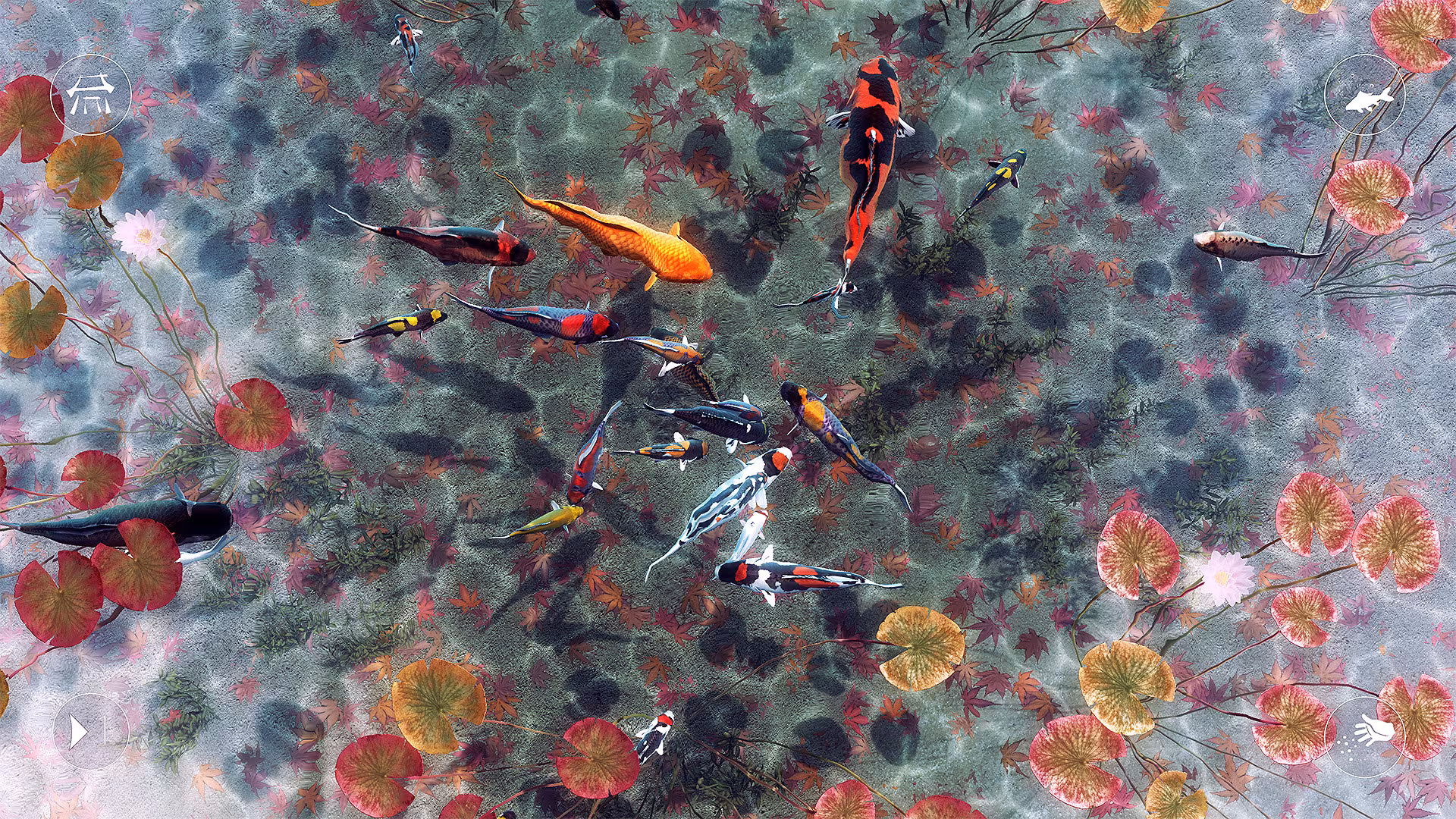 My Koi - my-koi_5.avif