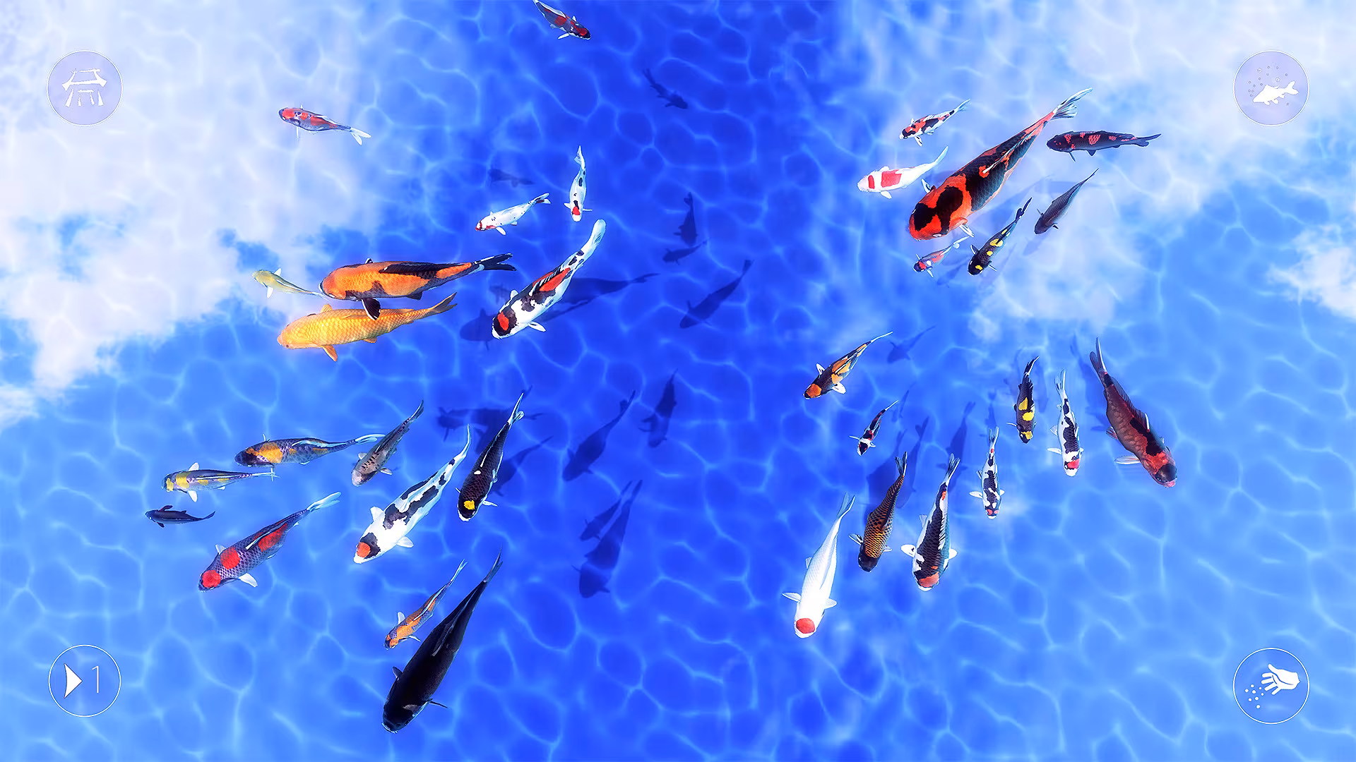 My Koi - my-koi_6.avif