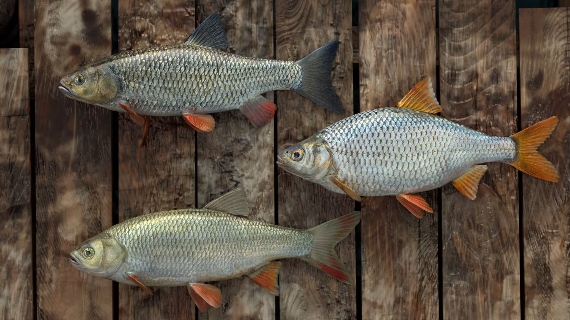 Professional Fishing - professional-fishing_2.avif